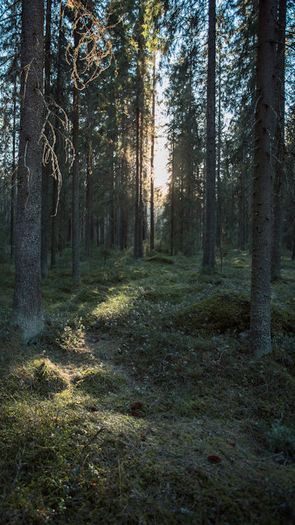Kuva kuusimetsästä.