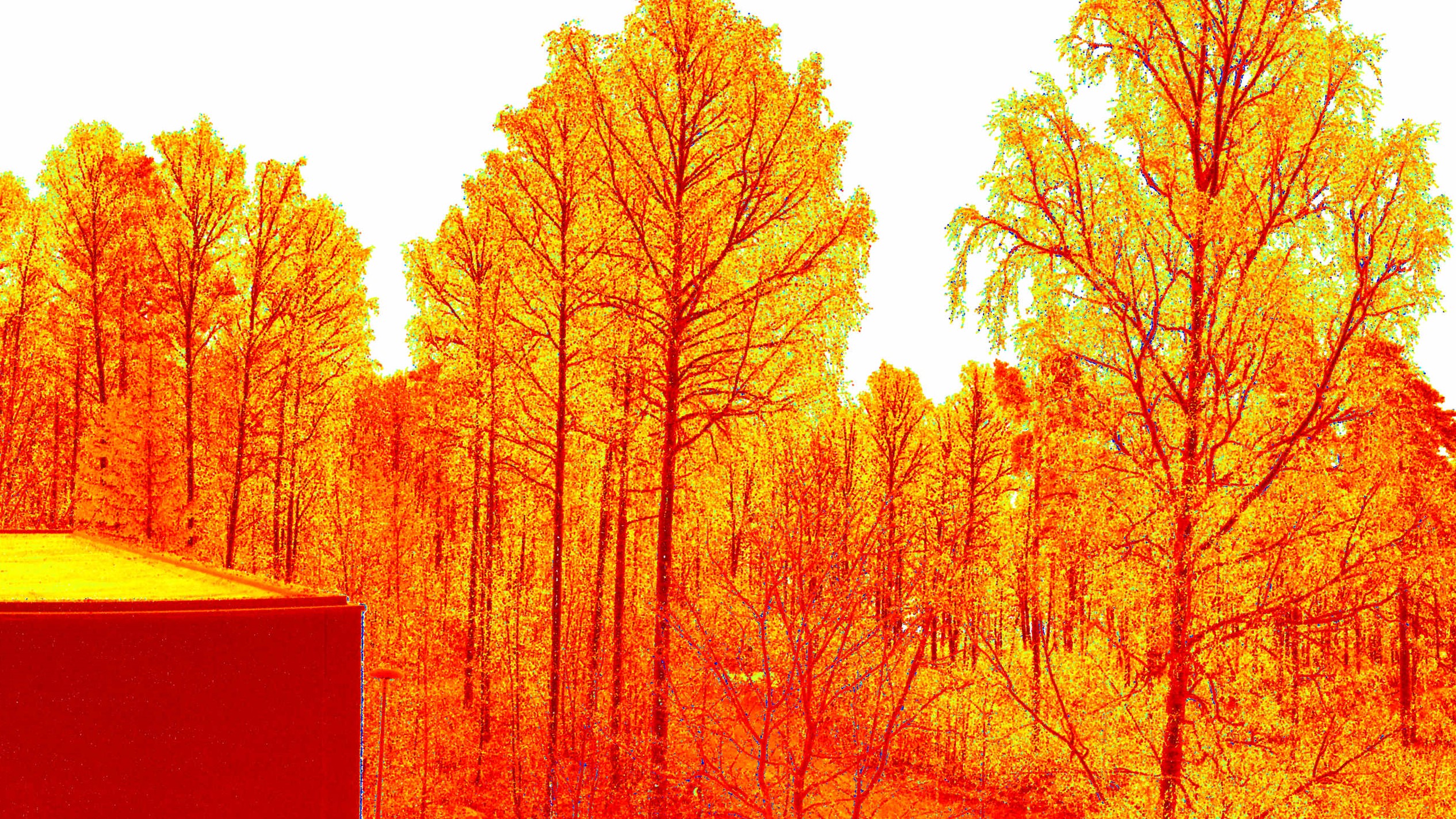 Laser scanned forest