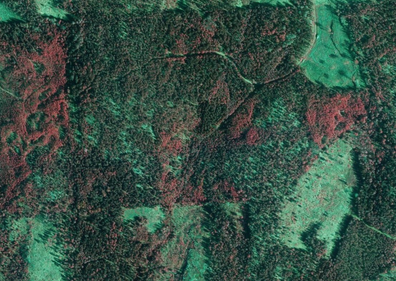 Esimerkkikuva metsäortokuva-ilmakuvatuotteesta.