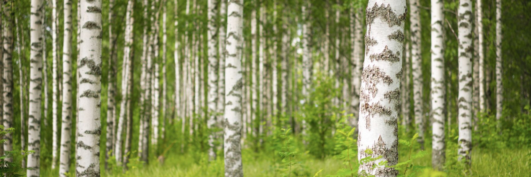 Yhteismetsä kuvituskuva koivikkoa
