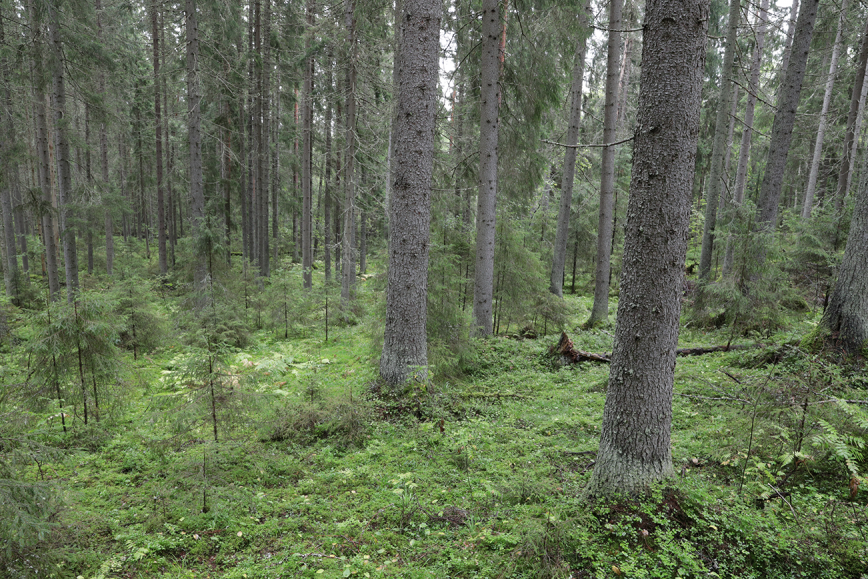 Useita puita metsässä.