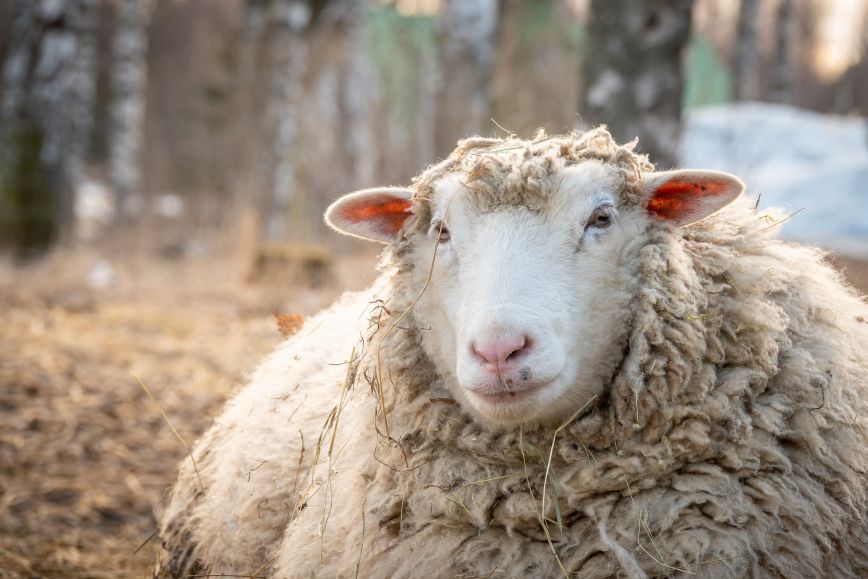 Lammas makailee maassa ja katselee kohti kameraa.