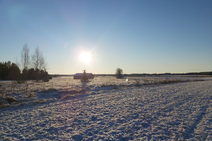 Luminen pelto, jonka taustalla näkyy sininen taivas ja aurinko.