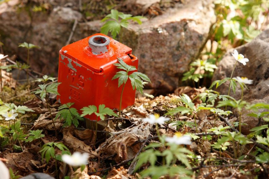 Orange råröset i skogen.