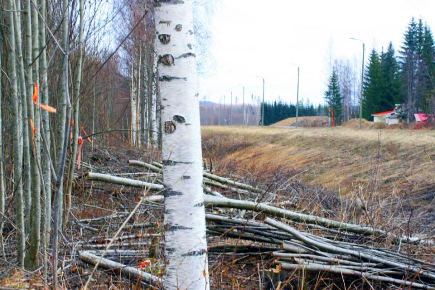 Nuoria koivuja makaa kaadettuna tien pientareella.