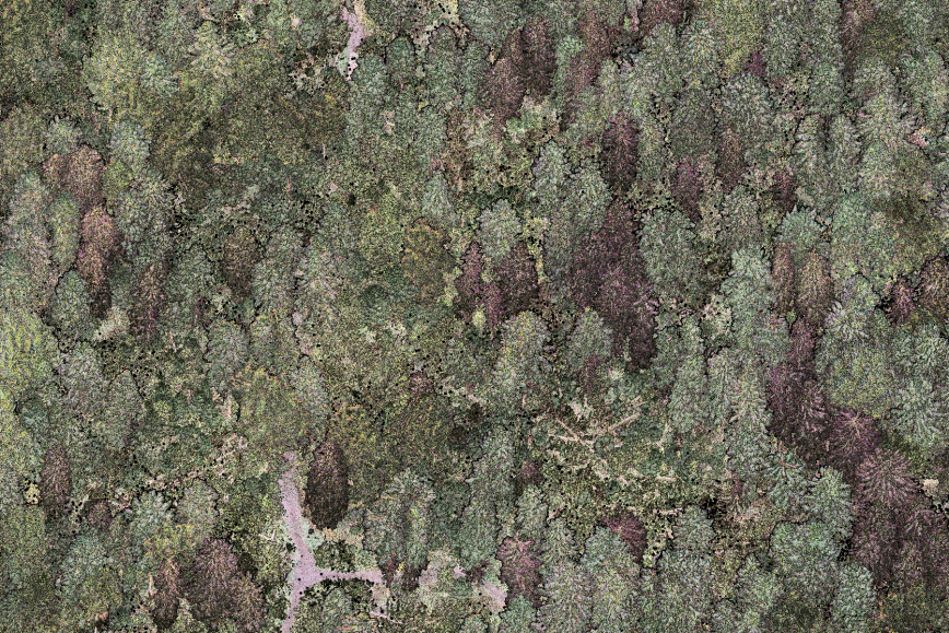Point cloud image of forest