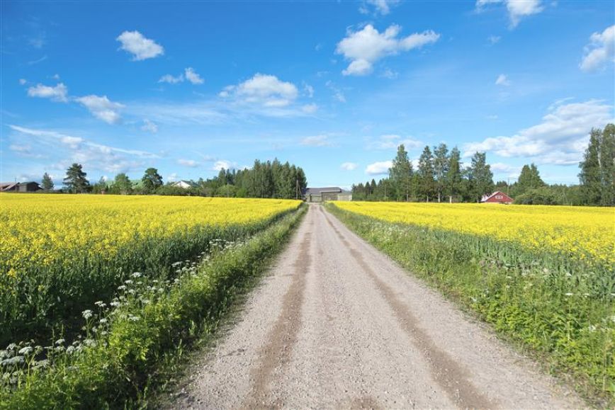 Hiekkatien suora maalaismaisemassa, kukkivia keltaisia rapsipeltoja molemmin puolin tietä. Tien päässä horisontissa punainen asuinrakennus ja latoja.