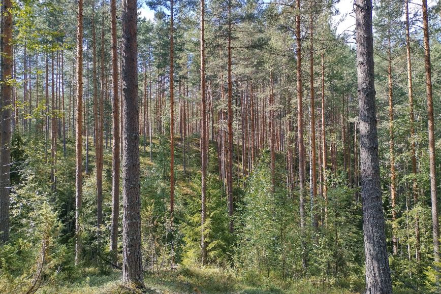 Mäntymetsää, korkeita puunrunkoja. Aurinko paistaa, kesä.