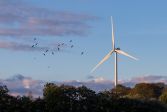 Vindturbin kan ses ovanför träden på en nästan molnfri himmel. En flock fåglar flyger i bakgrunden.