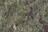 Point cloud image of forest