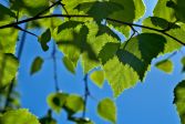 Birch trees in sunny landscape