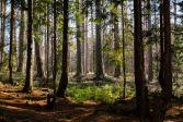 Summer coniferous forest