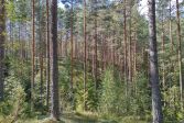 Mäntymetsää, korkeita puunrunkoja. Aurinko paistaa, kesä.