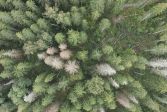 A picture of a spruce forest from above