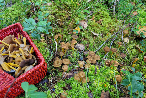 Punainen sienikori täynnä suppilovahveroita sammaleisessa metsässä. Korin vieressä maassa kasvaa runsaasti suppilovahveroita.