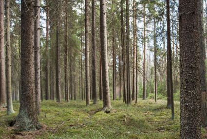 Metsä.