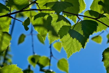 Björklöv i ett soligt landskap