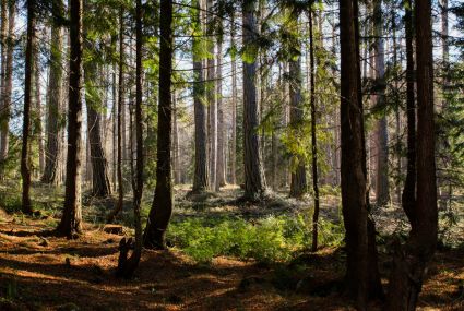 Summer coniferous forest