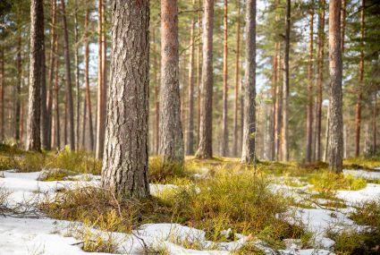 En skog med tallträd, där marken är delvis täckt av snö och grön vegetation.