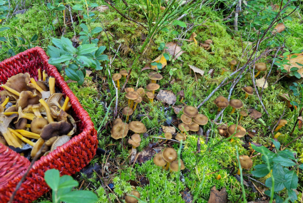 Punainen sienikori täynnä suppilovahveroita sammaleisessa metsässä. Korin vieressä maassa kasvaa runsaasti suppilovahveroita.